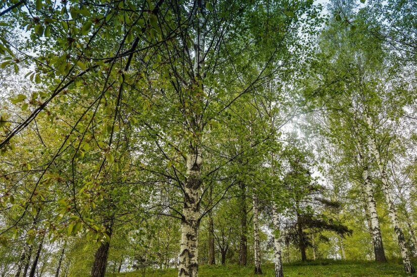 Vardagsmotion med vedmaskin från Kellfri